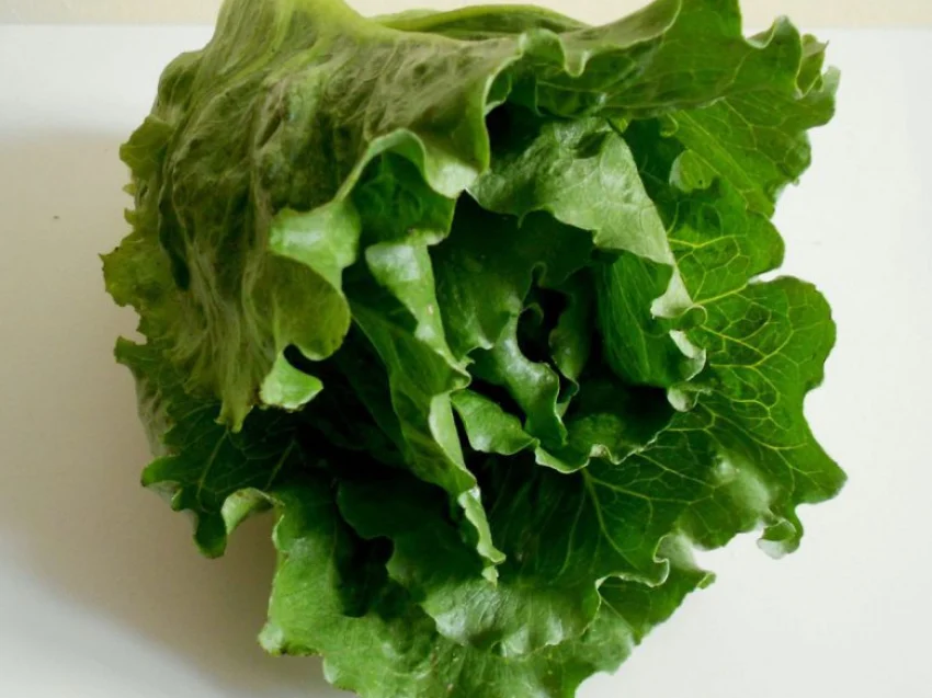 Sałata crispagio - sałata rzymska i lodowa w jednej główce Sałata crispagio - sałata rzymska i lodowa w jednej główce