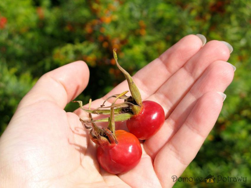 Olej z pestek dzikiej róży w kuchni i w kosmetyce Olej z pestek dzikiej róży w kuchni i w kosmetyce